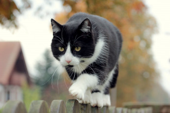 Картинка животные коты вгляд кот забор