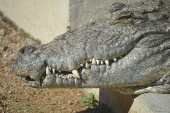 Картинка животные крокодилы хищник челюсти отдых