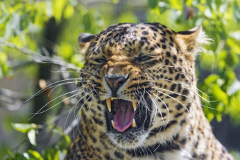 Картинка животные леопарды гримаса язык клыки морда пасть