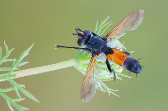 Картинка животные насекомые макро травинка насекомое фон