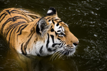 Картинка животные тигры купание водоем морда кошка амурский