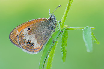 Картинка животные бабочки макро зелёный фон утро насекомое бабочка крылья усики роса капли
