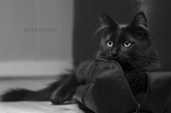 Картинка животные коты кот порода сумка мордочка взгляж чёрно-белое фото фон