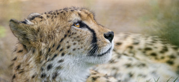 Картинка животные гепарды профиль морда хищник