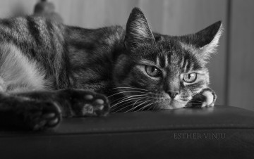 Картинка животные коты фото взгляд лежит полосатый чёрно-белое кот