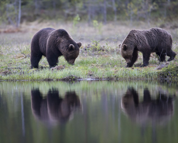 Обои картинки фото животные, медведи, трава, отражение, деревья, озеро, лес