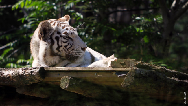 Обои картинки фото животные, тигры, белый, зоопарк, отдых, морда, кошка
