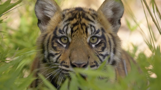Обои картинки фото животные, тигры, кусты, взгляд, морда, глаза
