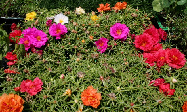 Обои картинки фото цветы, портулак, сад, много, portulaca, margarita