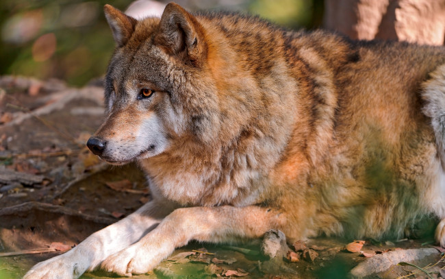 Обои картинки фото животные, волки,  койоты,  шакалы, взгляд
