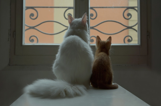 Обои картинки фото животные, коты, узор, окно, белый, рыжий