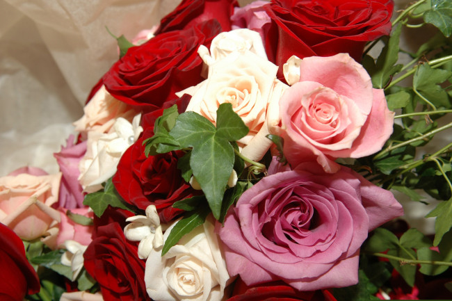 Обои картинки фото цветы, розы, много, букет