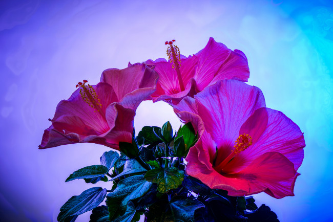 Обои картинки фото цветы, гибискусы, hibiscus, малиновые, гибискус, три