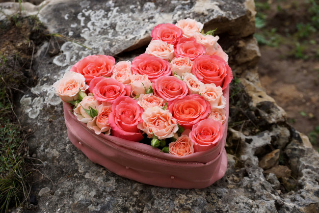 Обои картинки фото цветы, розы, розовые, сердце, композиция