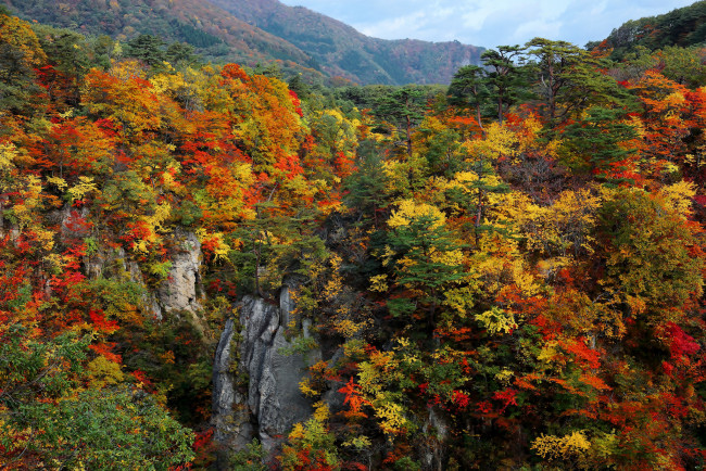 Обои картинки фото природа, лес, осень, деревья, скалы