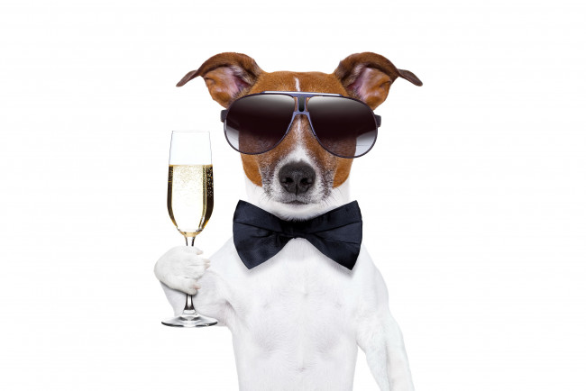 Обои картинки фото юмор и приколы, новый, год, dog, champagne, new, year, happy, шампанское, собака, очки, бокал