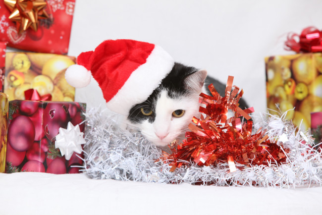 Обои картинки фото животные, коты, котэ, киса, мишура, подарки, новый, год, кот, шапка, украшения, кошка