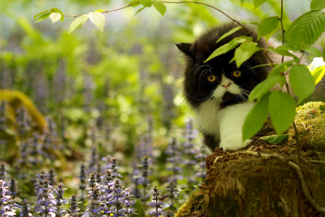 Обои картинки фото животные, коты, трава, цветы, ветки, пень, мох, кот, взгляд