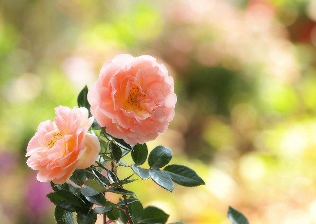 Обои картинки фото цветы, розы, розовые, листья, блики, нежность
