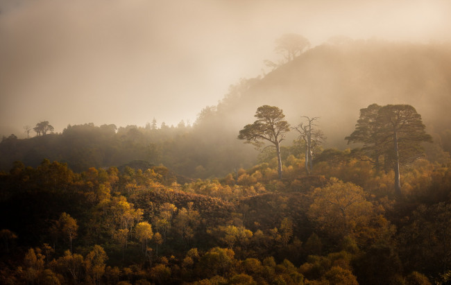 Обои картинки фото природа, деревья, лес, туман, осень