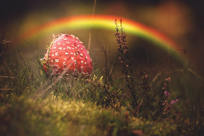 Обои картинки фото природа, грибы,  мухомор, гриб, осень