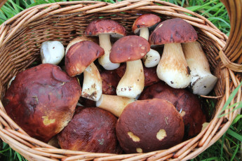 Картинка еда грибы +грибные+блюда боровик корзина