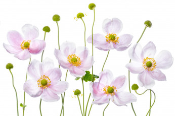Картинка цветы анемоны +сон-трава макро анемон розовый