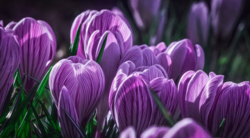 Картинка цветы крокусы шафран макро крокус бутоны фиолетовый
