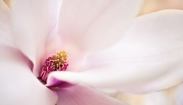 Картинка цветы магнолии макро цветок розовый