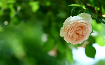 Картинка цветы розы роза кремовая