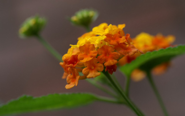 Обои картинки фото цветы, лантана, желтая, соцветие, оранжевая