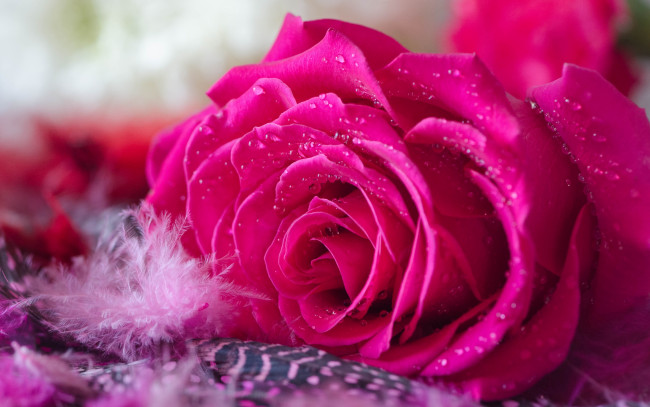 Обои картинки фото цветы, розы, бутон, пушинка, лепестки, пух, капли, роза