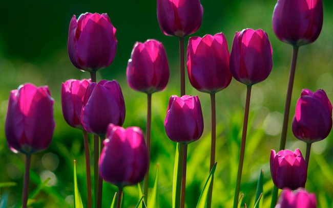 Обои картинки фото цветы, тюльпаны, розовые, свет