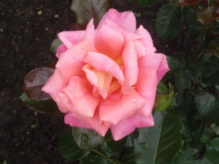 Картинка цветы розы капли розовая роза