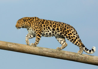 обоя amur leopard, животные, леопарды, хищник