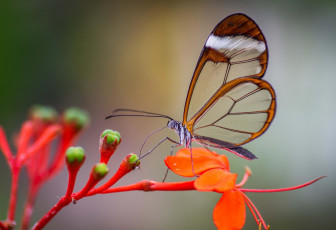 Картинка животные бабочки +мотыльки +моли цветы соцветие бабочка