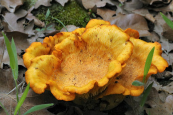 Картинка природа грибы шляпка желтая