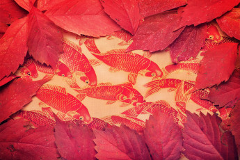 Картинка природа листья рыбы цвет фон