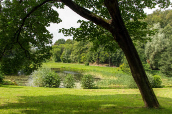 Картинка природа парк лето лужайка пруд