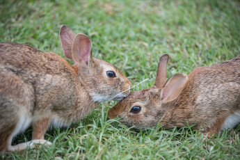 обоя животные, кролики,  зайцы, трава, пара