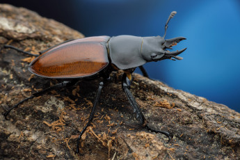 Картинка животные насекомые фон жук дерево