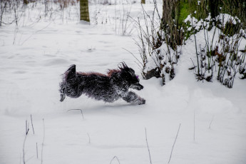 Картинка животные собаки снег