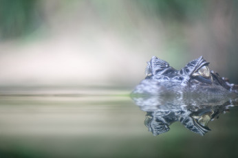 Картинка животные крокодилы крокодил вода глаза