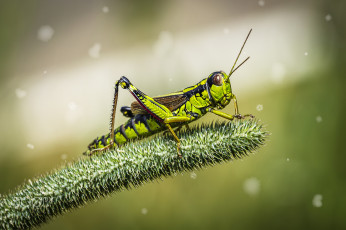 Картинка животные кузнечики +саранча насекомое кузнечик зеленый саранча