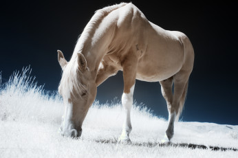 Картинка животные лошади пастбище природа животное грива лошадь