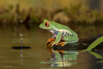 Картинка животные лягушки капля вода лягушка