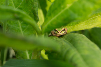Картинка животные лягушки листья природа зеленая лягушка трава