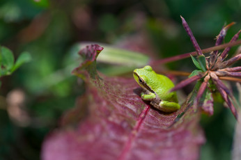 Картинка животные лягушки природа лист лягушка