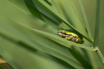 Картинка животные лягушки природа зеленая лягушка трава листья