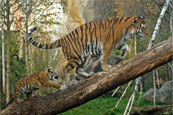обоя животные, тигры, хищник